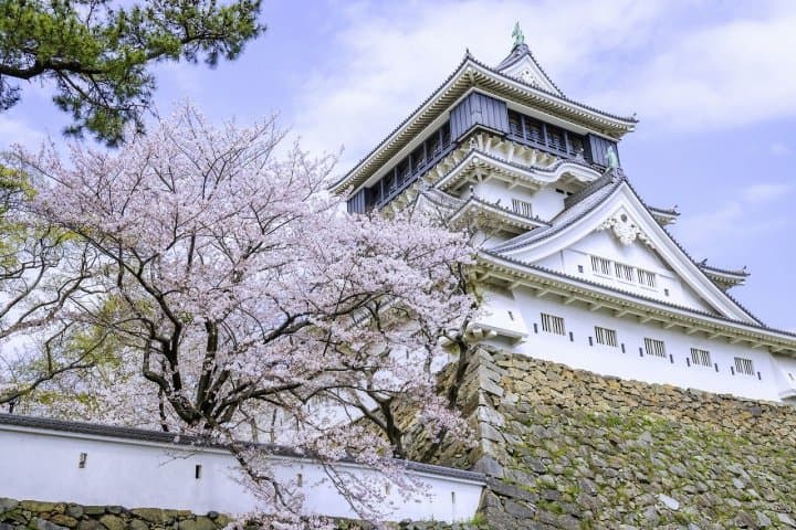 10 Great Kyushu Cherry Blossom Spots to Visit in 2021