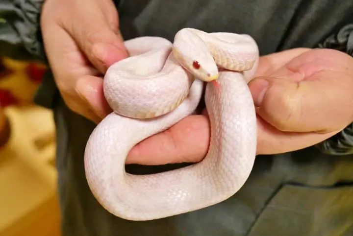 【東京近郊】體驗朝市、黑船電車、美食、美景的東伊豆之旅