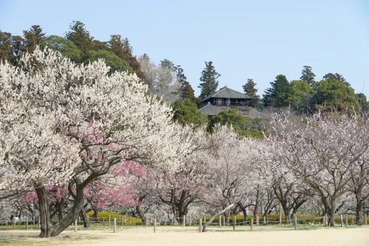 日本三名園之梅花庭園「偕樂園」