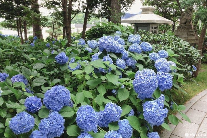 札幌
