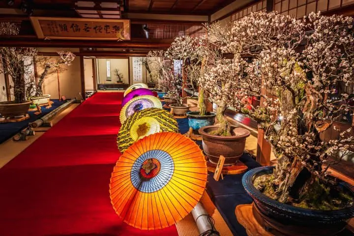 Celebrate the Coming of Spring at the Nagahama Bonbai Exhibition!