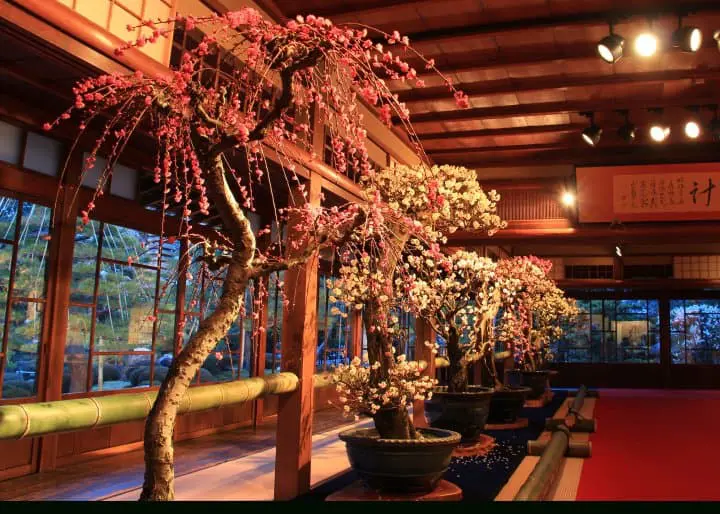 Celebrate the Coming of Spring at the Nagahama Bonbai Exhibition!