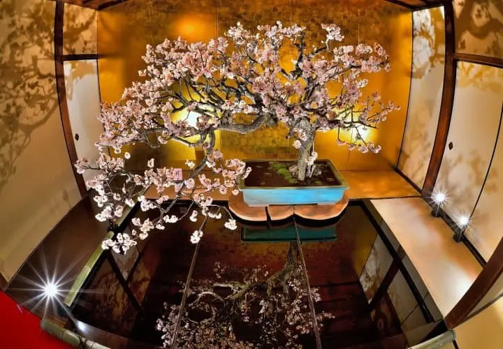 Celebrate the Coming of Spring at the Nagahama Bonbai Exhibition!