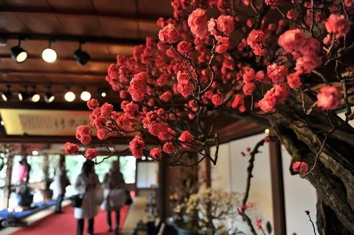 Celebrate the Coming of Spring at the Nagahama Bonbai Exhibition!