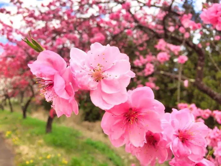 Hina Matsuri - Girls' Day in Japan