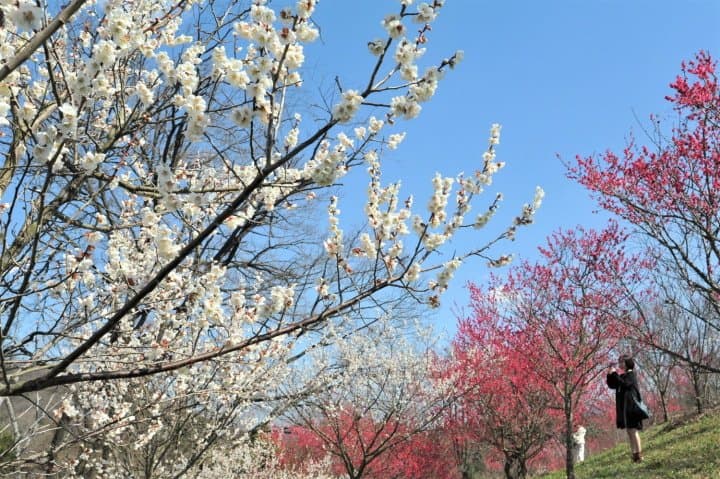 讃岐まんのう公園