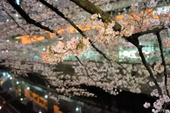 Tokyo's Cherry Blossoms: 20 Spots To See In 2024