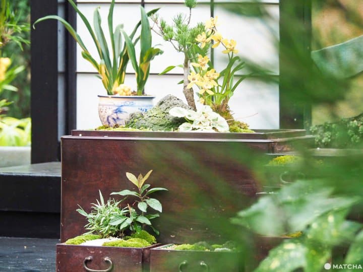 奇蹟之星植物館 日式庭園
