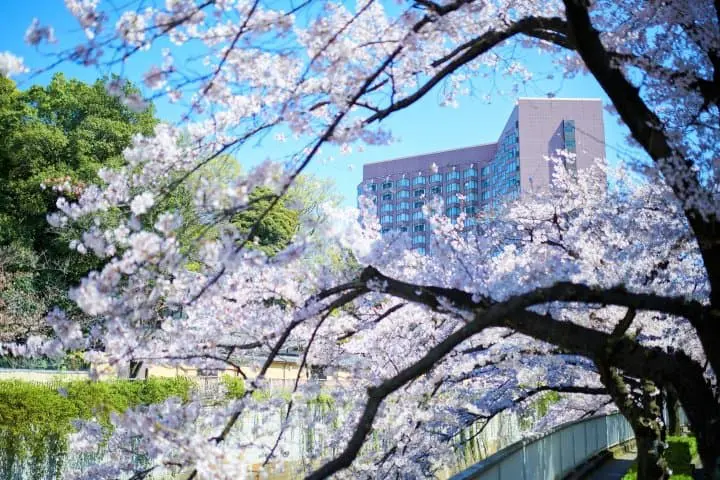 Enjoy Two Months of Cherry Blossoms at Hotel Chinzanso Gardens