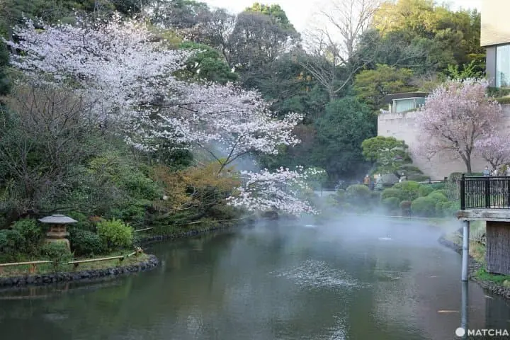 Cherry Blossoms and a Sea of Clouds! Hotel Chinzanso Tokyo in Spring