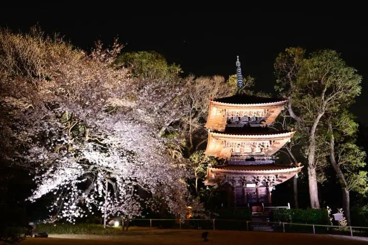 Cherry Blossoms and a Sea of Clouds! Hotel Chinzanso Tokyo in Spring