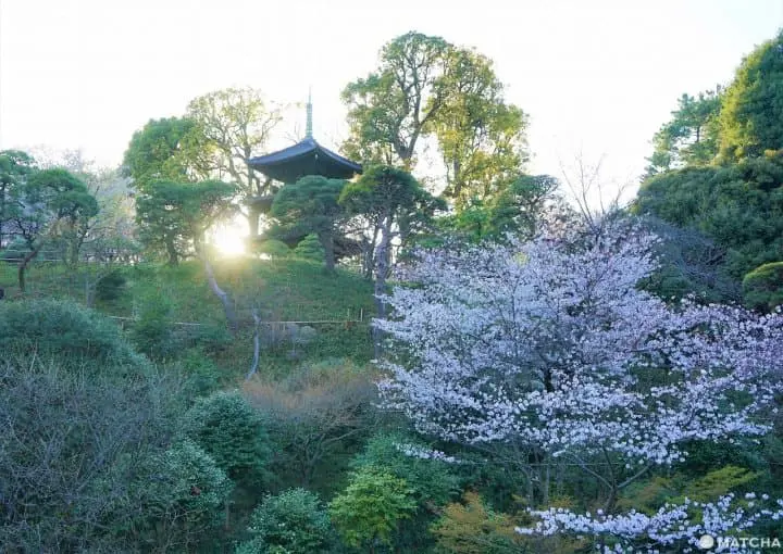 Cherry Blossoms and a Sea of Clouds! Hotel Chinzanso Tokyo in Spring