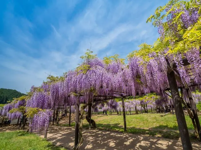 白井大町藤公園