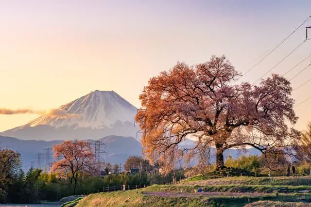 山梨 富士山 櫻花
