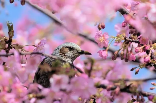 岡南機場　兒島湖櫻花迴廊