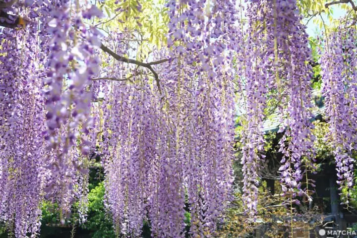 東京 紫藤