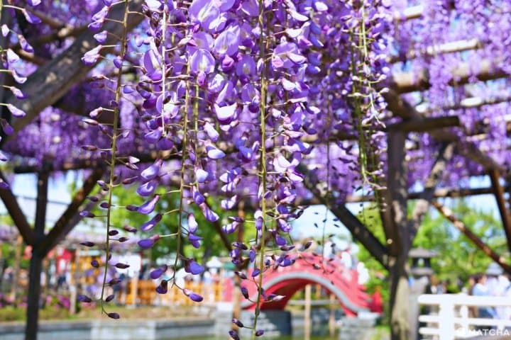 桜の次に楽しめる春の花といったら 東京の藤棚の名所9選 Matcha 訪日外国人観光客向けwebマガジン