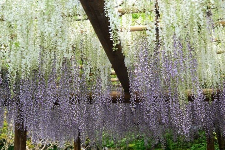 東京紫藤名所10選 一起置身在最浪漫的春景之中 Matcha 日本線上旅遊觀光雜誌