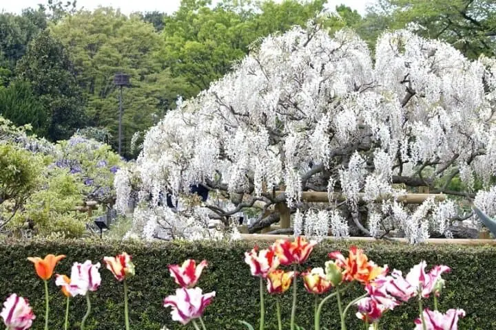 神代植物公園藤花