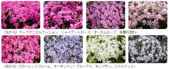 富士本栖湖度假村