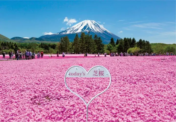 富士山河口湖 「富士芝櫻祭典」2