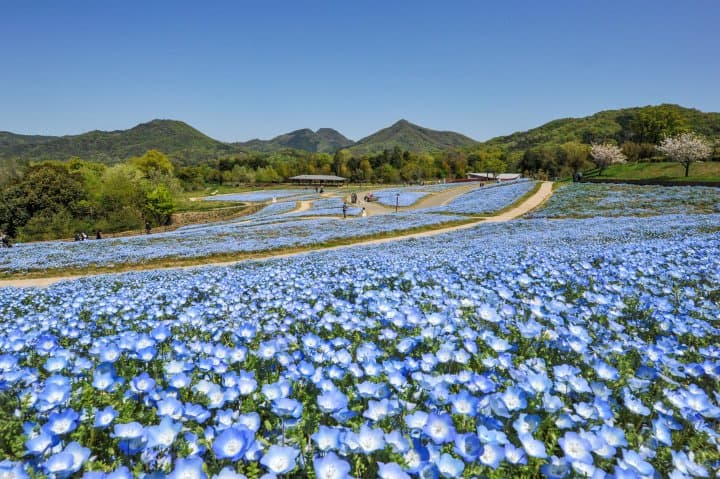 讃岐まんのう公園