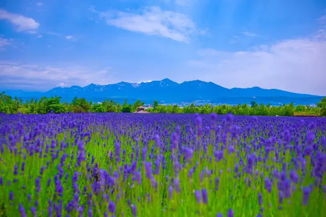 日本をお得に旅しよう！訪日客向けJRのフリーパス完全ガイド