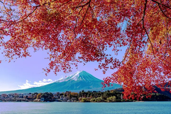 河口湖　楓葉迴廊