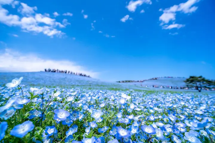 Near Hitachi Seaside Park! Exquisite Fish Specialties in Nakaminato