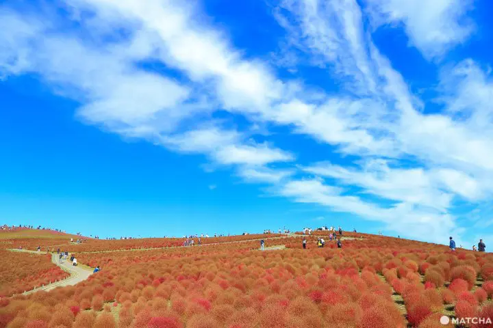 Near Hitachi Seaside Park! Exquisite Fish Specialties in Nakaminato