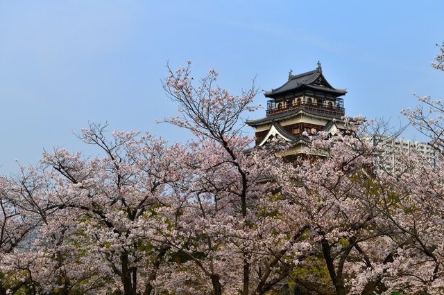 22年3月 桜の見頃は 地域ごとの開花 満開日をチェック Matcha 訪日外国人観光客向けwebマガジン