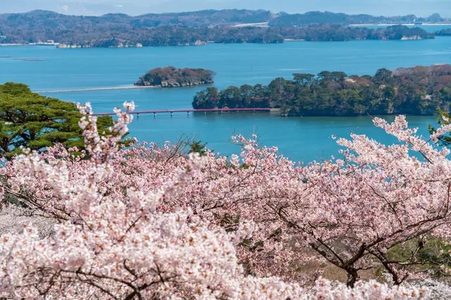 桜の見ごろはいつ？地域ごとに異なる開花・満開予想をチェック！【2021年版】