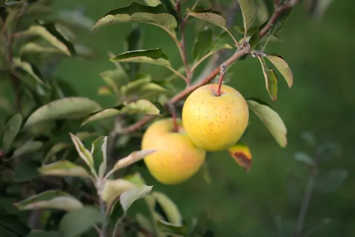 青森弘前蘋果美食散步 蘋果公園內聞蘋果香、浪漫喫茶室品嚐美味蘋果甜品、洋菓子店買手工蘋果派