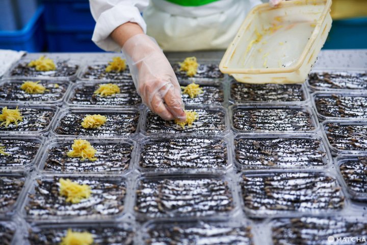 【千葉】前往發展於江戶時代且歷久不衰的沙丁魚小鎮・九十九里,來一場美食與觀光之旅。