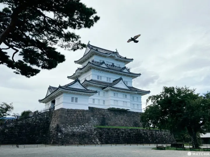 天守閣から見える海！フォトジェニックな小田原城へ