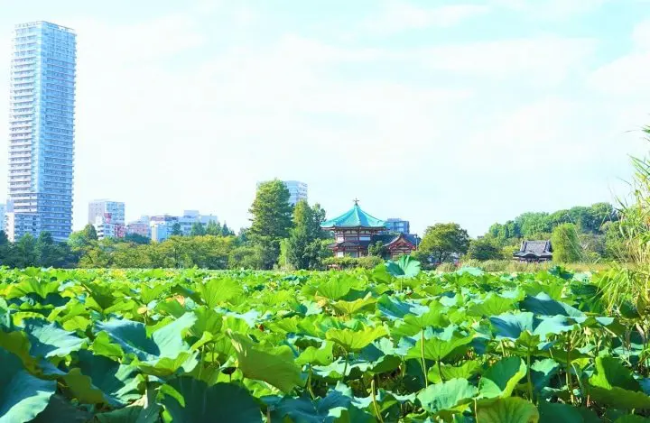 Enjoy Nature in Tokyo! Easy Access by Keisei Skyliner from Narita Airport