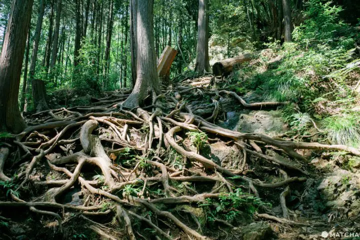 東京から日帰りハイキング。埼玉・日和田山で週末リフレッシュ