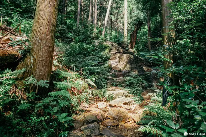 東京から日帰りハイキング。埼玉・日和田山で週末リフレッシュ