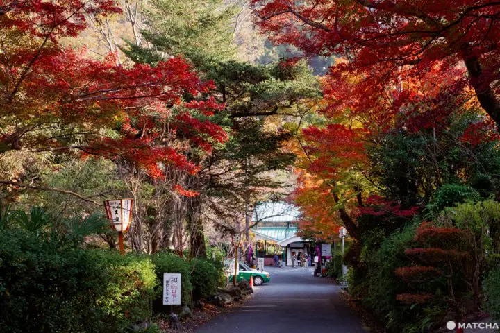 京都「瑠璃光院」。日本画のように美しい紅葉を愛でる