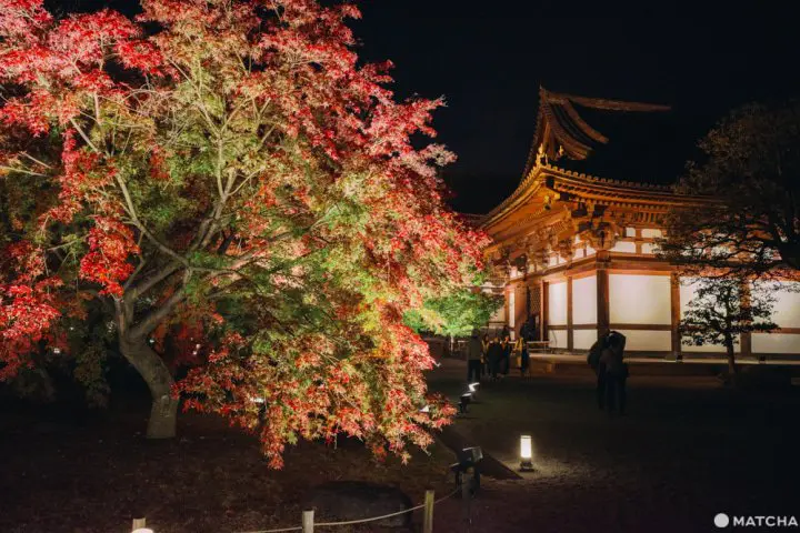 秋の京都「東寺」特別拝観。闇夜の幻想的な紅葉