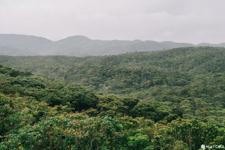 沖縄本島の秘境。大自然の「オクマプライベートビーチ&リゾート」でリラックス