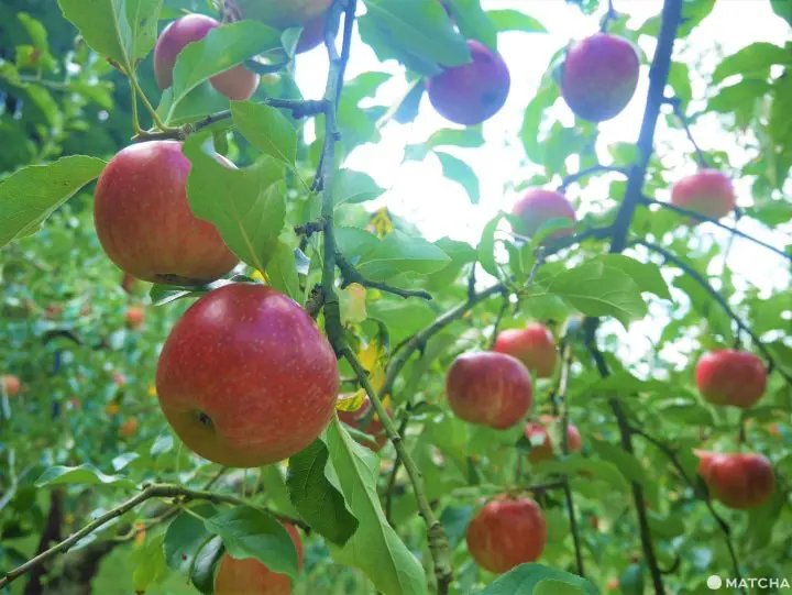 【佐賀】來三瀨高原「MARUYASU蘋果園」品嚐九州男兒用毅力種植成功的美味蘋果！