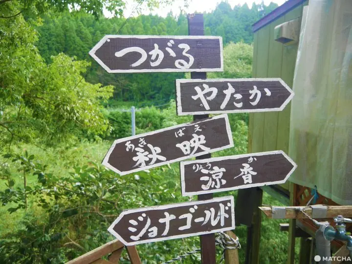 【佐賀】來三瀨高原「MARUYASU蘋果園」品嚐九州男兒用毅力種植成功的美味蘋果！