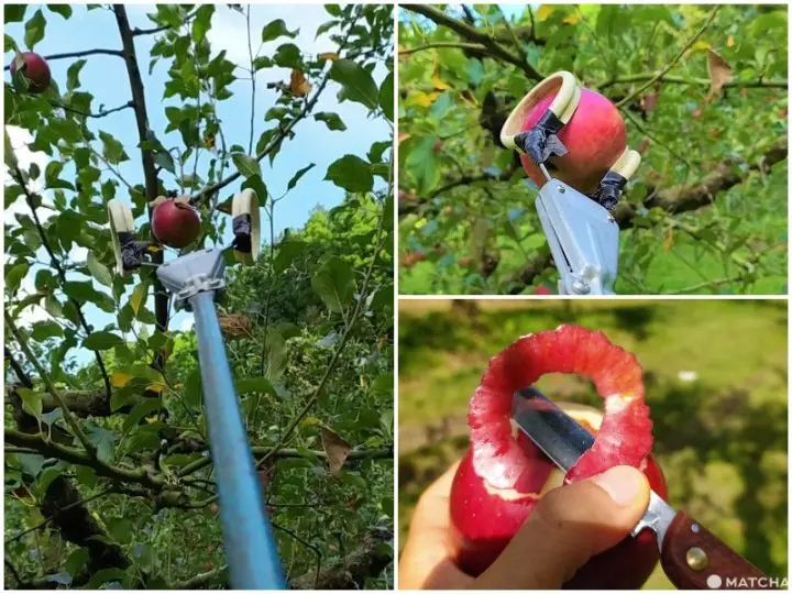 【佐賀】來三瀨高原「MARUYASU蘋果園」品嚐九州男兒用毅力種植成功的美味蘋果！