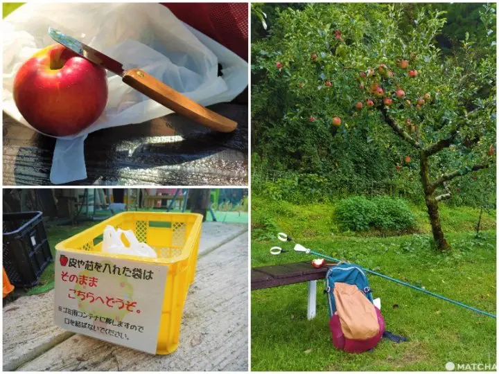 【佐賀】來三瀨高原「MARUYASU蘋果園」品嚐九州男兒用毅力種植成功的美味蘋果！