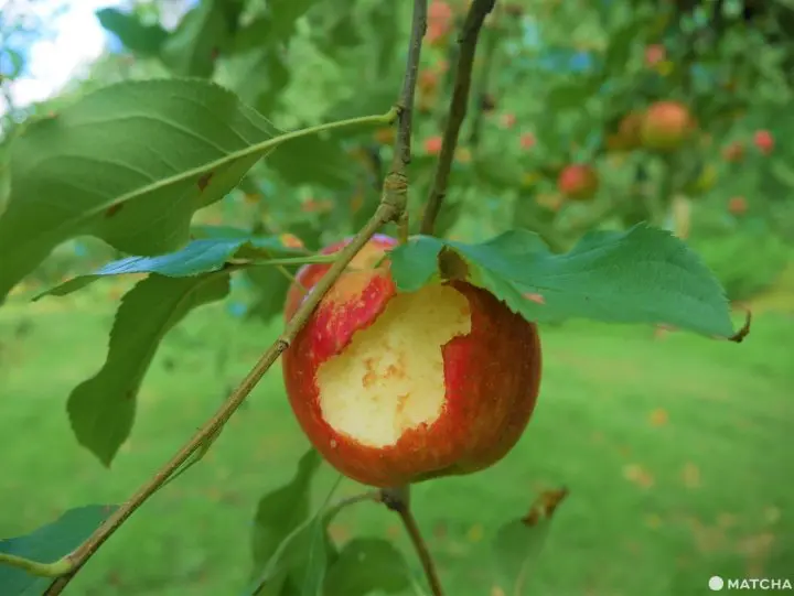 【佐賀】來三瀨高原「MARUYASU蘋果園」品嚐九州男兒用毅力種植成功的美味蘋果！