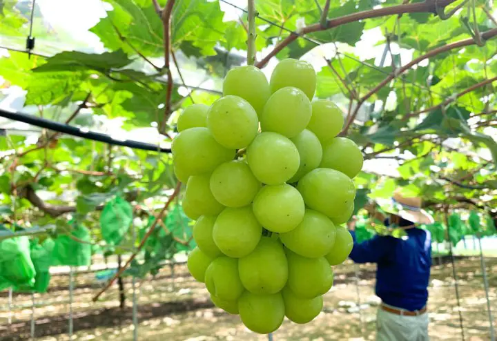 岡山 葡萄