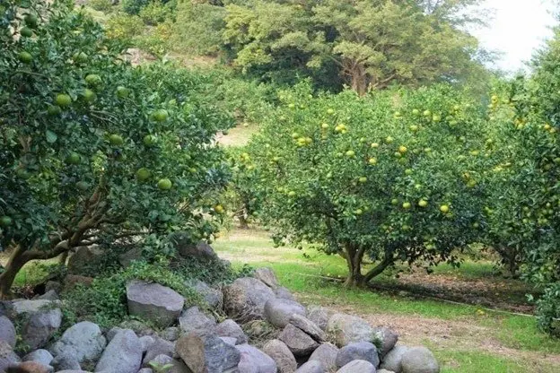 Izu Peninsula Geopark: Enjoy Scenic Ocean Views and Local Treats