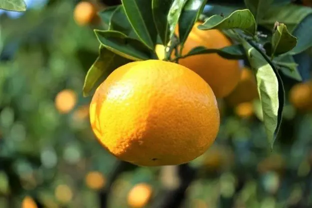 Izu Peninsula Geopark: Enjoy Scenic Ocean Views and Local Treats