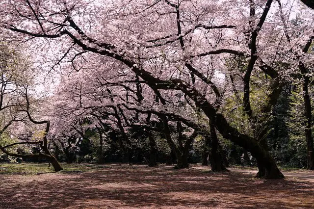 桜のシーズン情報&日本のお花見スポット44選【2022年保存版】